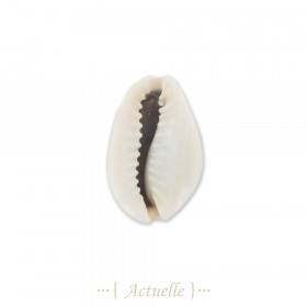 Component cowrie 1 hole 24mm